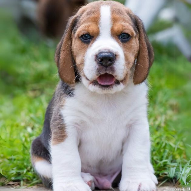 Beagle