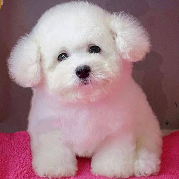 Bichon Frise
