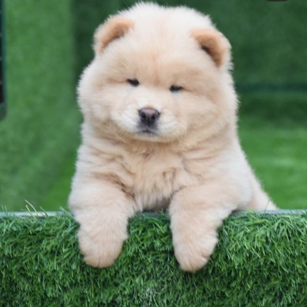 Chow Chow