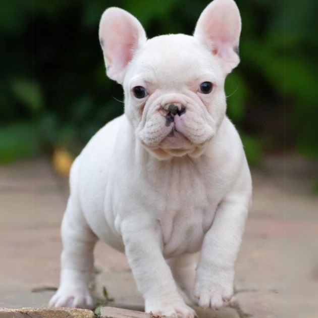 French Bulldog