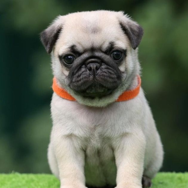 Pug