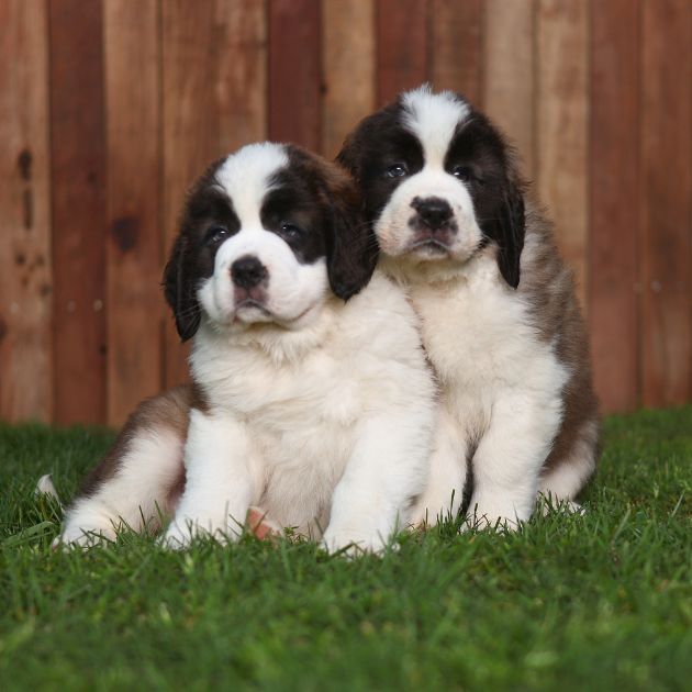 Saint Bernard