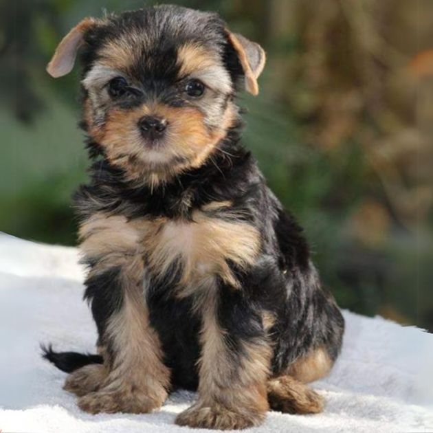 Yorkshire Terrier