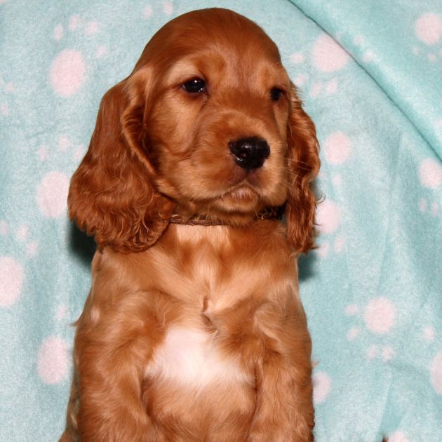 Cocker Spaniel