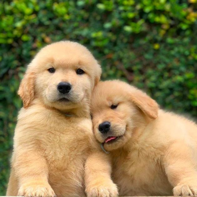 Golden Retriever