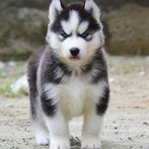 Seberian Husky Puppy