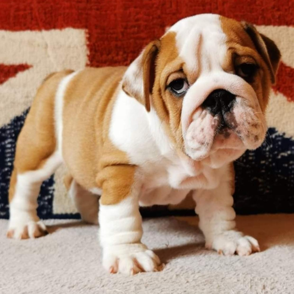 British Bulldog