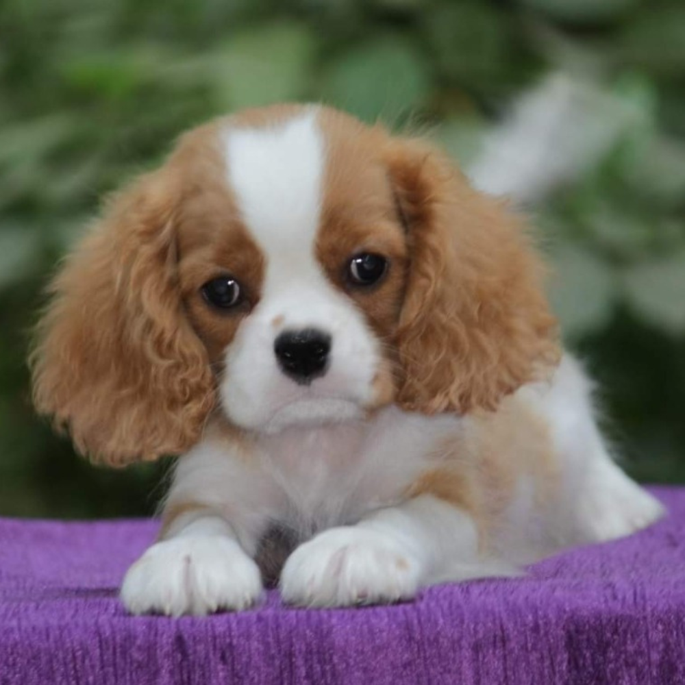 Cavalier King Charles Spaniel