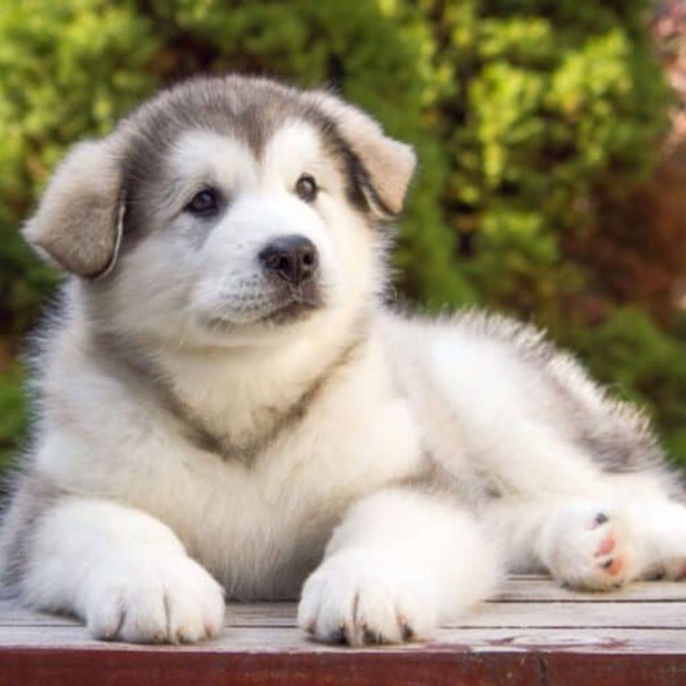 Alaskan Malamute